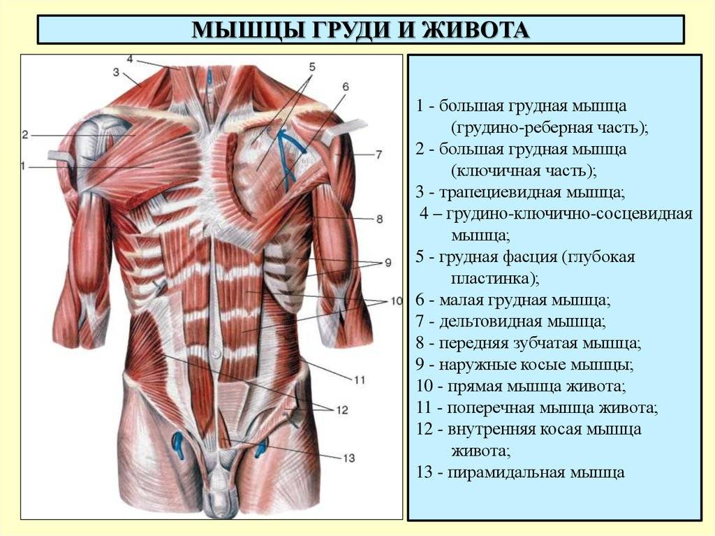 Анатомия грудных мышц. строение и основные функции