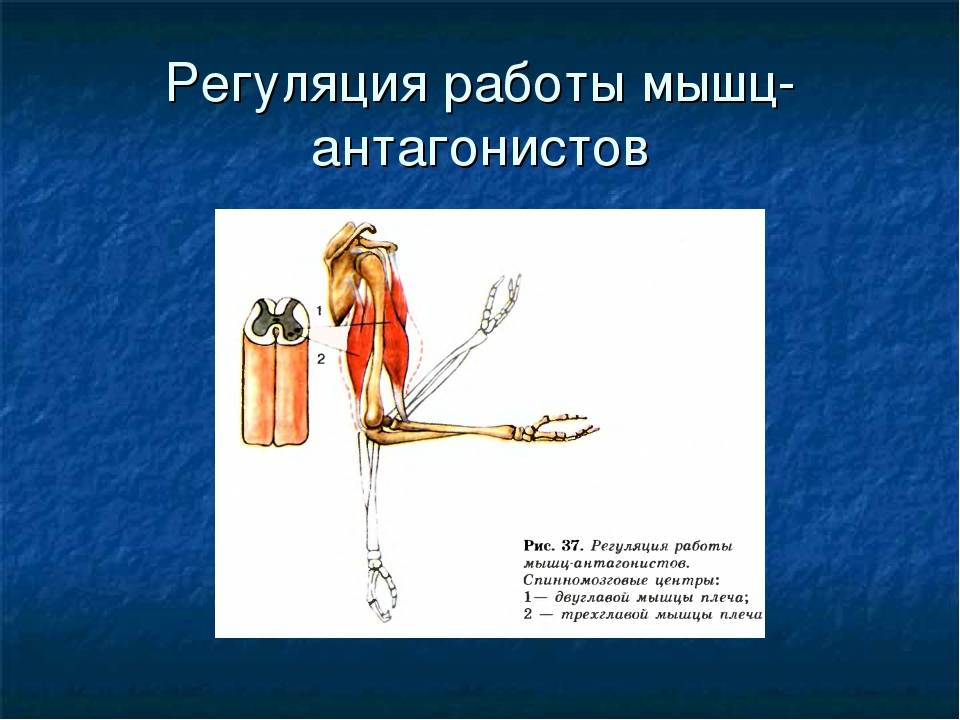 Регуляция мышц. Работа скелетных мышц. Регуляция работы мышц антагонистов. Работа скелетных мышц и их регуляция. Работа мышц антагонистов.