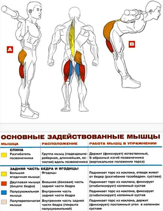 Анатомия мышц спины: строения, функции, упражнения для развития мышц спины