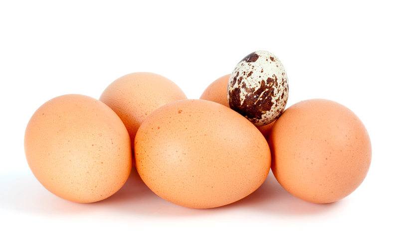 Можно ли употреблять яйца при беременности? | компетентно о здоровье на ilive