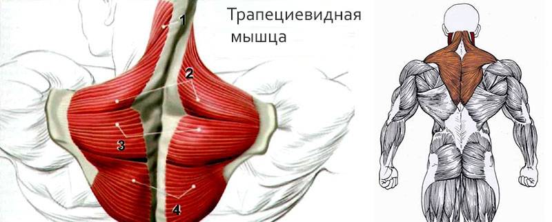 Миалгия трапециевидной мышцы  | kinesiopro