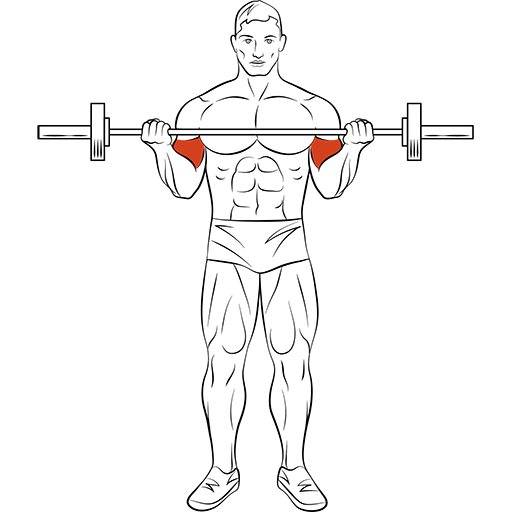 Подъем штанги обратным хватом: какие мышцы работают, техника выполнения стоя