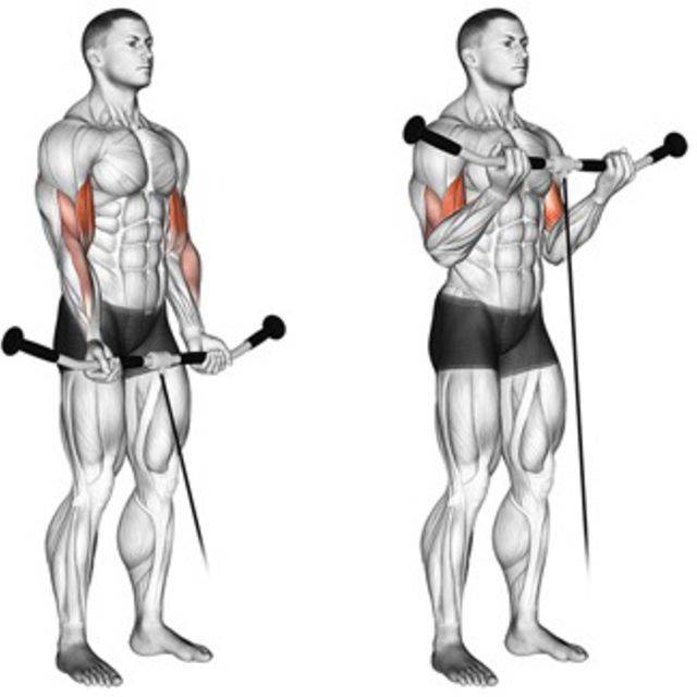 Как правильно делать сгибание рук на бицепс для максимального роста мышц
