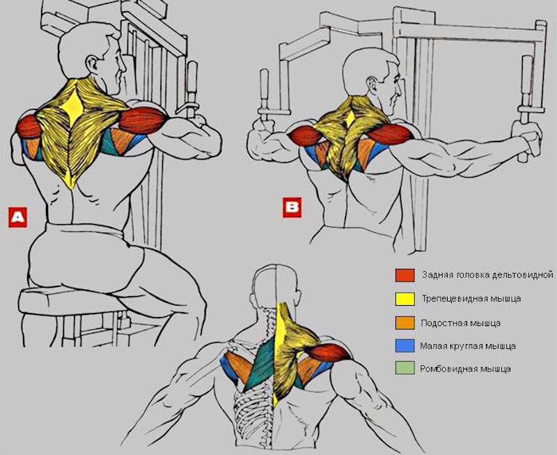 Тренажёр «бабочка»: упражнения для грудных мышц, на плечи