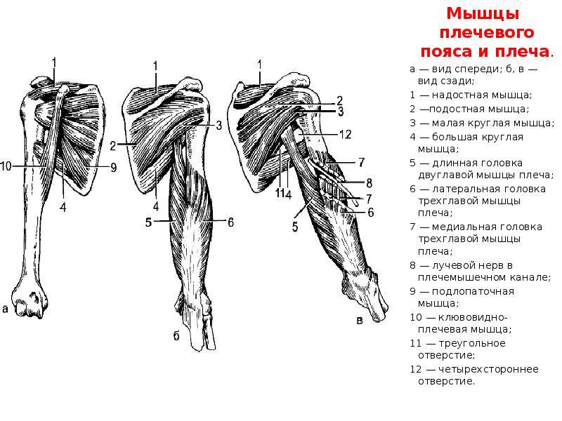 Мышцы плеча анатомия картинки