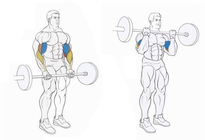 Упражнения со штангой | musclefit