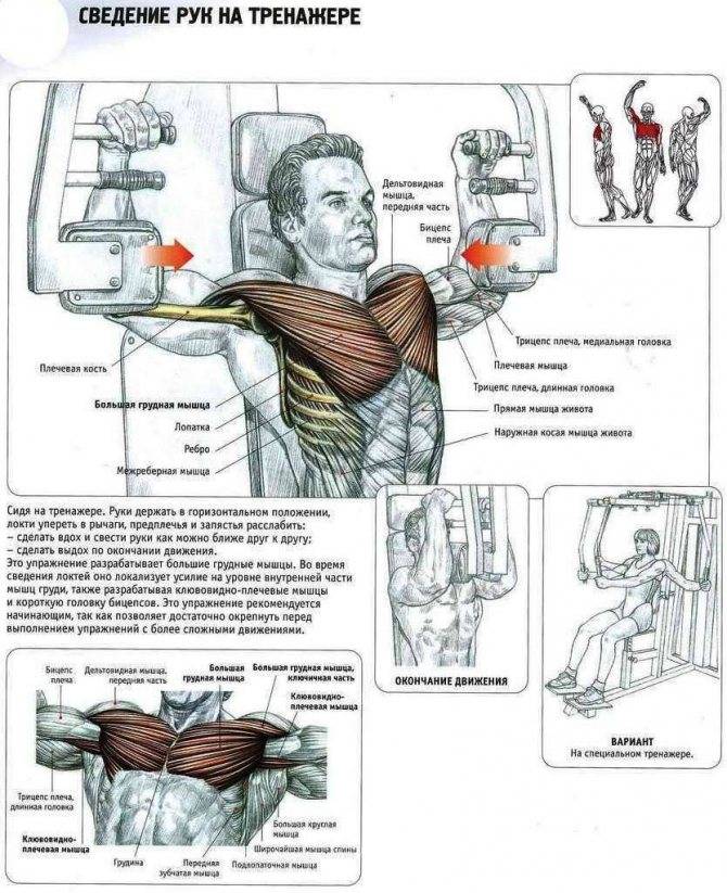 Как накачать мышцы спины в домашних условиях (фото, видео)