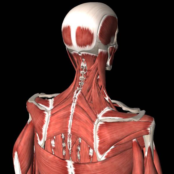 Мышечная активность при боли в шее