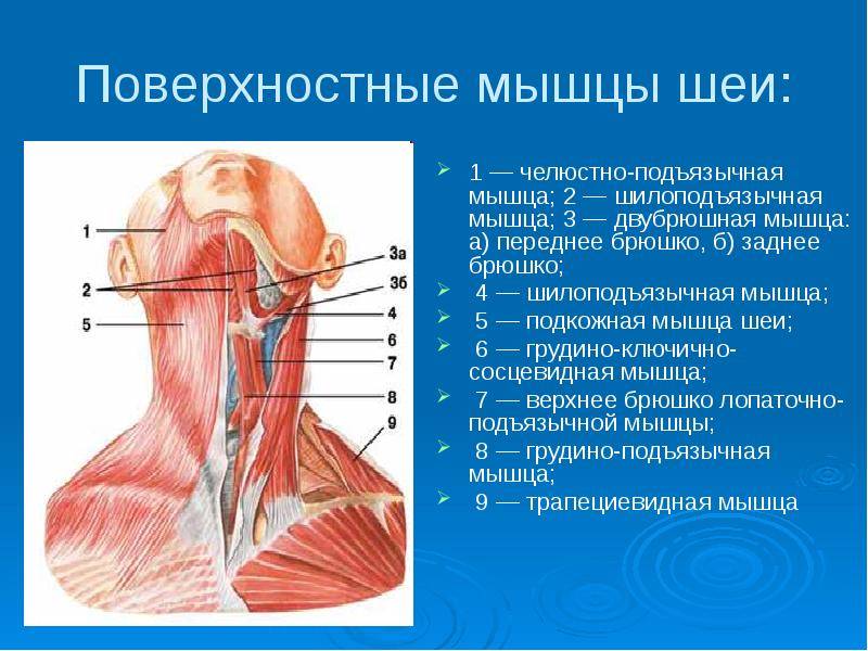 Шпаргалки по анатомии животных - мышцы головы и шеи.