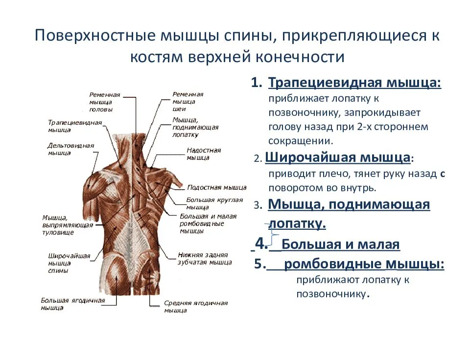 Спина как называется. Строение спины сзади у человека нервы и мышцы. Строение спины сзади у человека с названиями. Мышцы шеи и спины сзади анатомия. Поверхностные мышцы спины анатомия латынь.