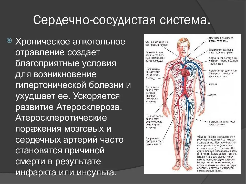 Сердечно сосудистая система организма. Сосудистая система. Сердечно-сосудистая система человека. Сосудистая система сердца. Тема сердечно сосудистая система.