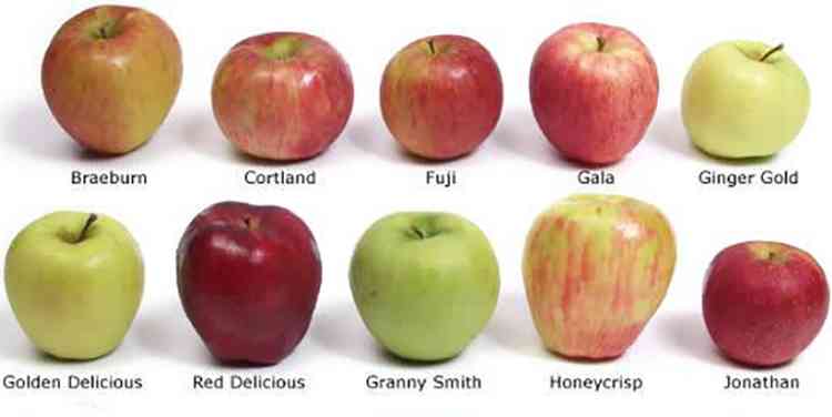 Зеленые яблоки: состав, калорийность и гликемический индекс