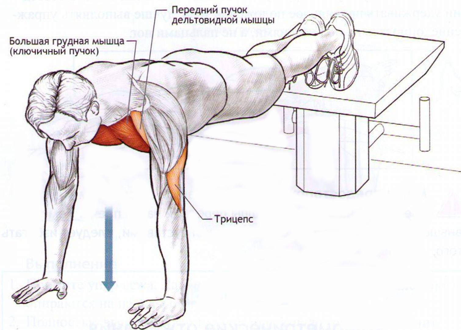 когда качать верх груди фото 61