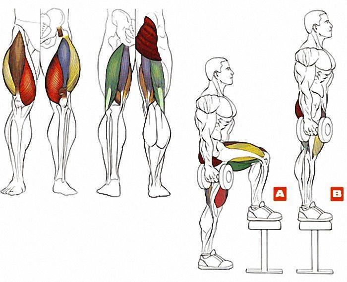 Приводящие мышцы бедра: большая, длинная и малая, анатомия, функции и топ упражнений для аддукторов