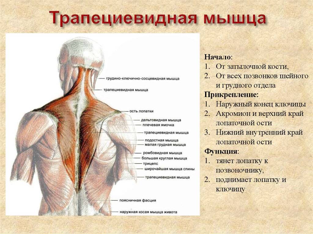 Эффективный комплекс упражнений на трапецию | rulebody.ru — правила тела