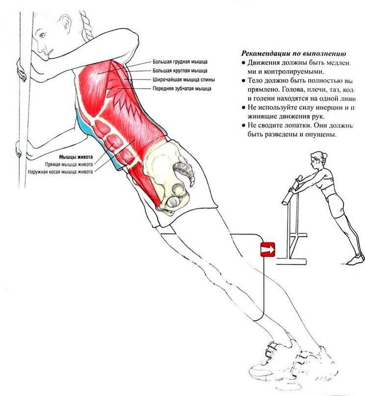 Какие мышцы работают при отжимании?
