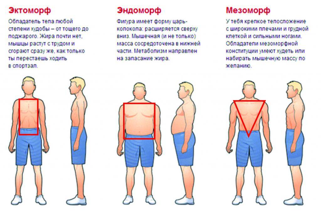 Телосложение, его типы с характеристиками