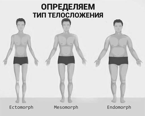 Типы телосложения человека: эктоморф, мезоморф, эндоморф