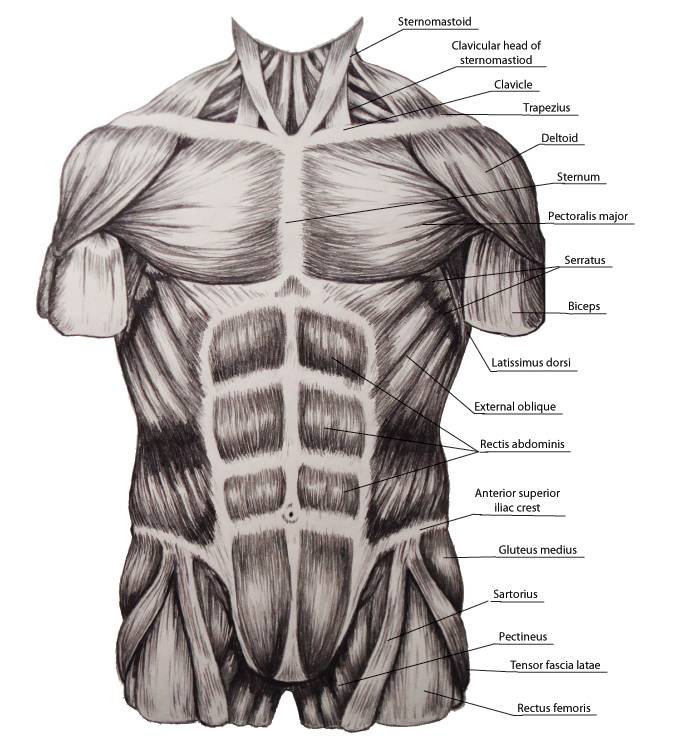 Мышцы живота рисунок. Анатомия торс человека анатомия. Мышцы торса анатомия. Мышцы туловища спереди. Мышцы туловища вид спереди.