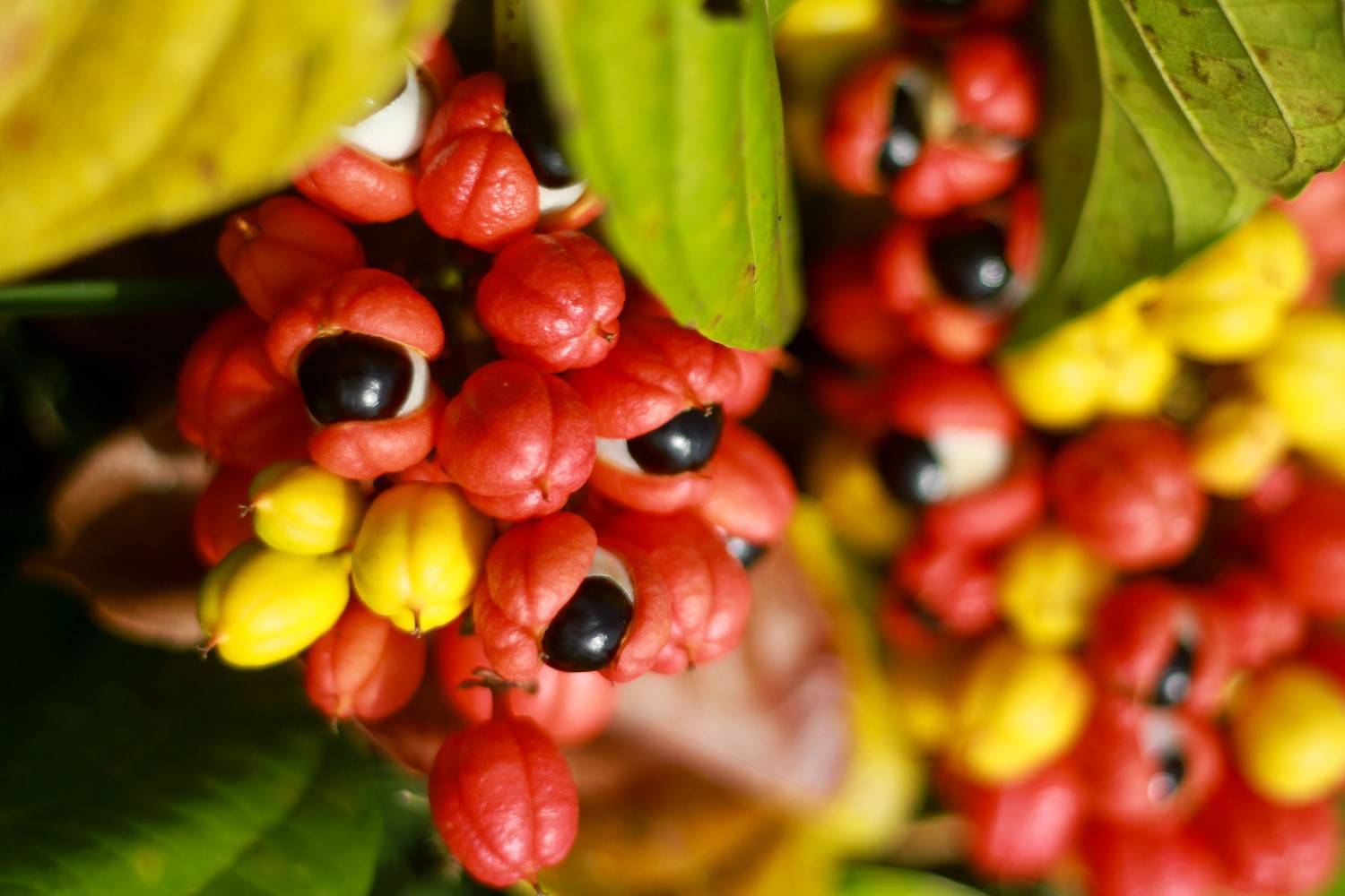 Польза гуараны: как принимать правильно, витамины и полезные вещества (90 фото)