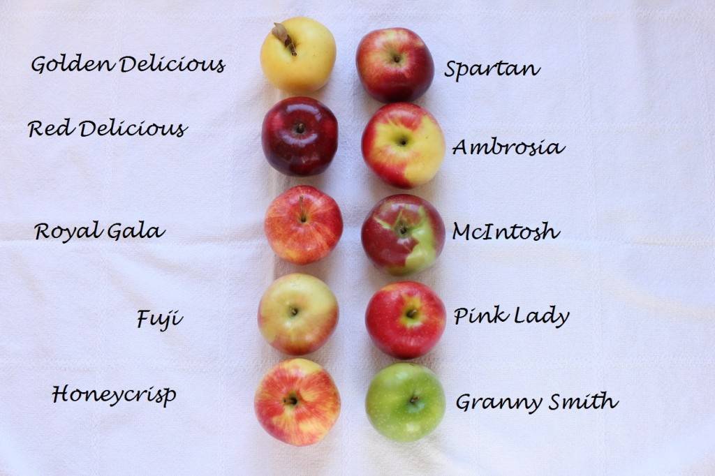 Сколько калорий в яблоке на 100 грамм или в 1 шт