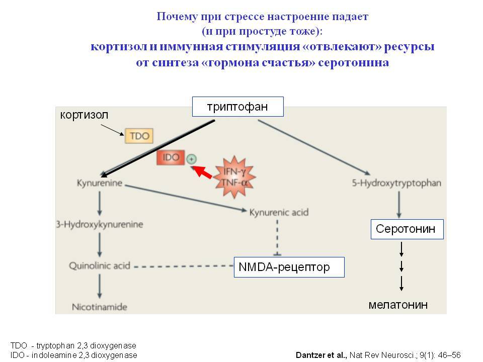 Схема патогенеза стресса