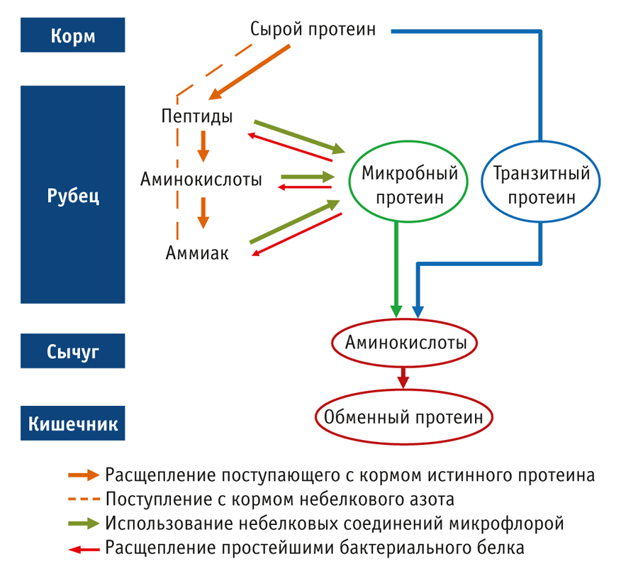 Схемы превращений белков жиров и углеводов в рубце жвачных