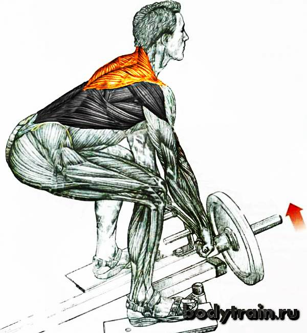 Тяга штанги к поясу в наклоне - тренировка мышц спины