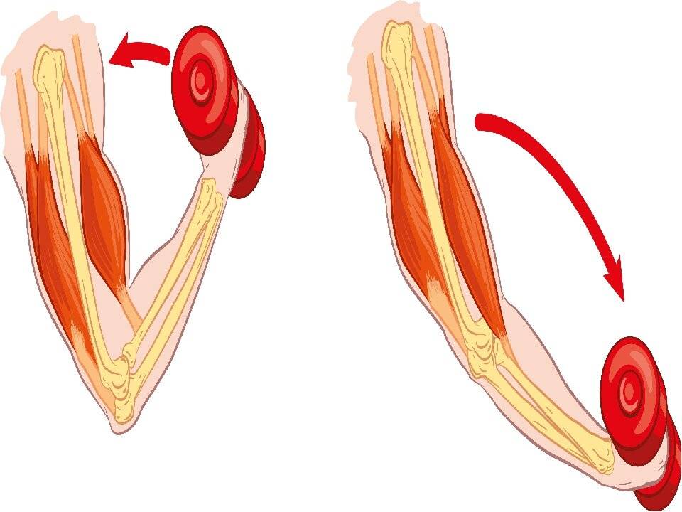 Синдром отсроченной мышечной болезненности (крепатура) и рост мышц
