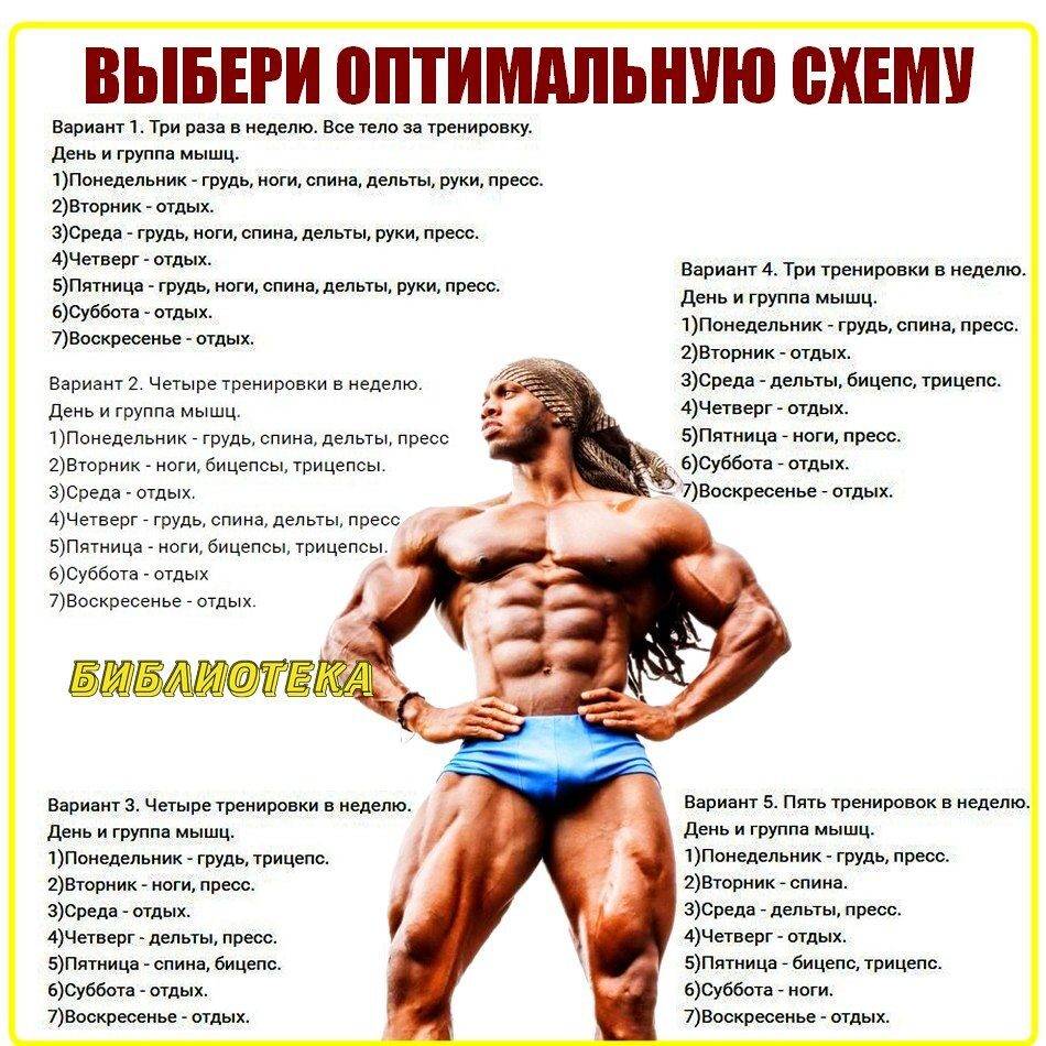 Программы тренировок на массу. упражнения для наращивания мышечной массы :: syl.ru