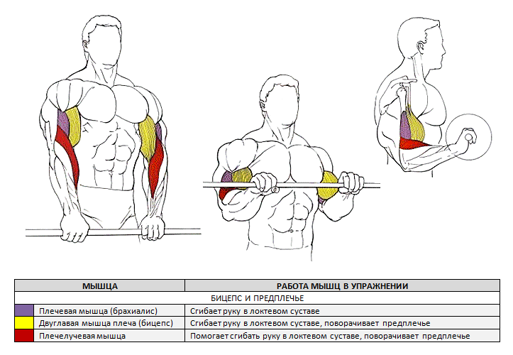 Подъем штанги на бицепс обратным хватом: техника выполнения упражнения, польза и противопоказания