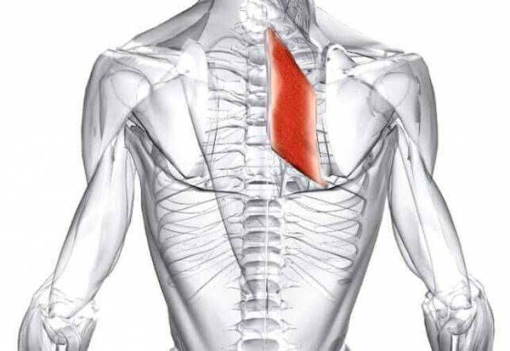 Растяжка мышц спины – эффективные, профилактические методы