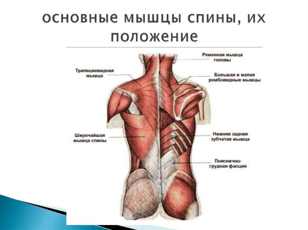 Название мышц спины человека в картинках