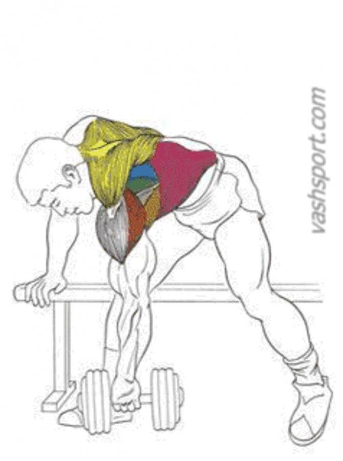 Упражнения на спину с гантелями для мужчин и женщин