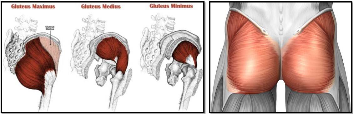 Большая ягодичная мышца: анатомия, функции и упражнения