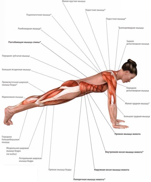 Что такое мышцы кора, плюс ежедневная тренировка (всего 4 упражнения)