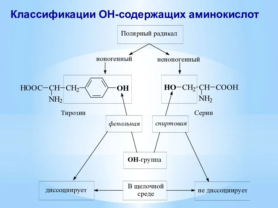 Какие функциональные группы аминокислот. Классификация аминокислот. Строение радикалов аминокислот. Химическая классификация аминокислот. Классификация аминокислот схема.