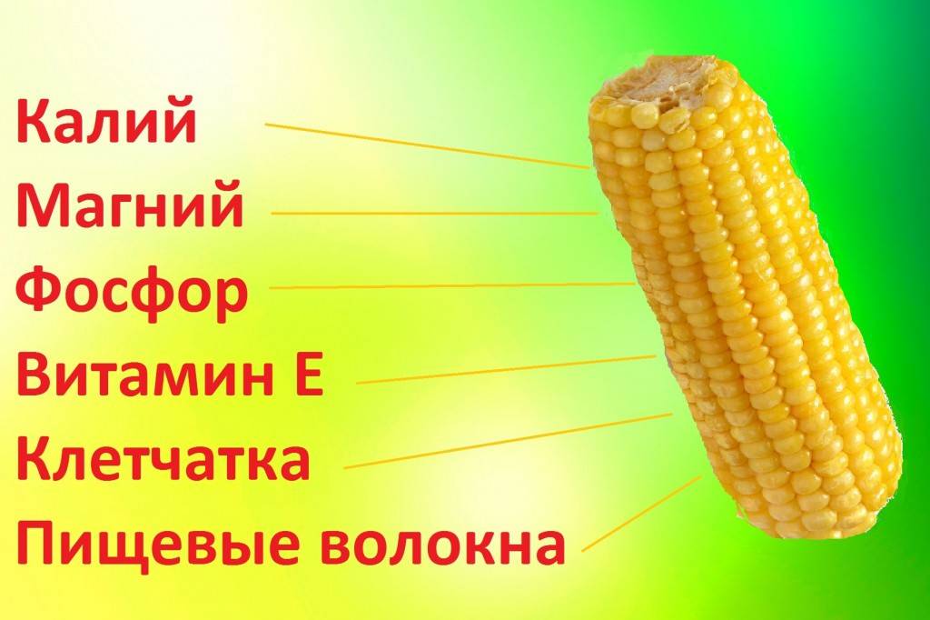 Вареная кукуруза: калорийность на 100гр и 1 початок, вред и польза отварной кукурузы, нормы употребления при борьбе с лишним весом