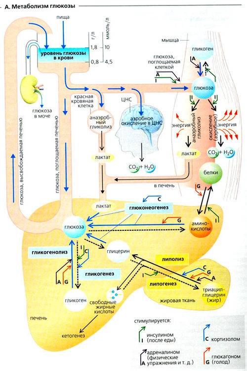 Внутриклеточный метаболизм глюкозы схема