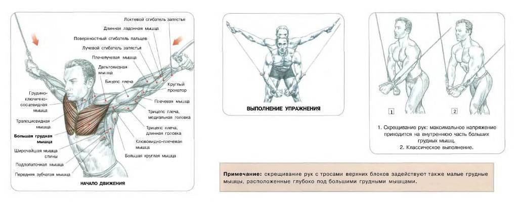 Сведение рук в тренажере бабочка: пошаговая инструкция, схемы, фото + видео выполнения упражнения