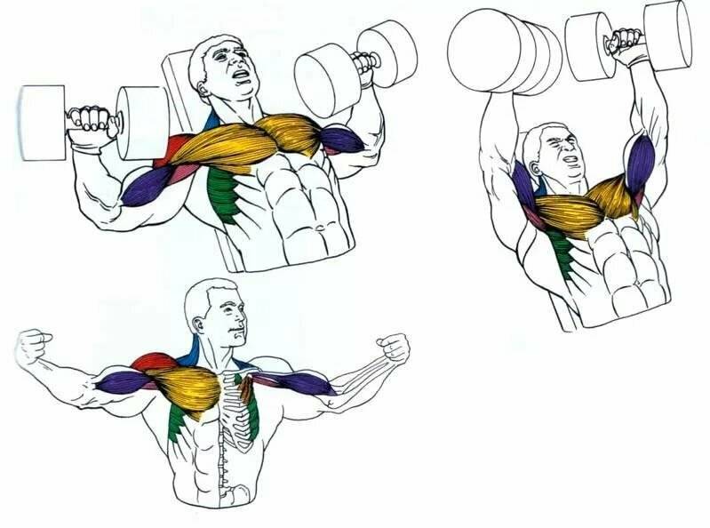 Как накачать мышцы груди с помощью гантелей?