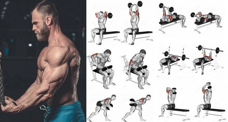 Тренировка бицепса на массу: лучшие упражнения для прокачки двуглавой мышцы плеча