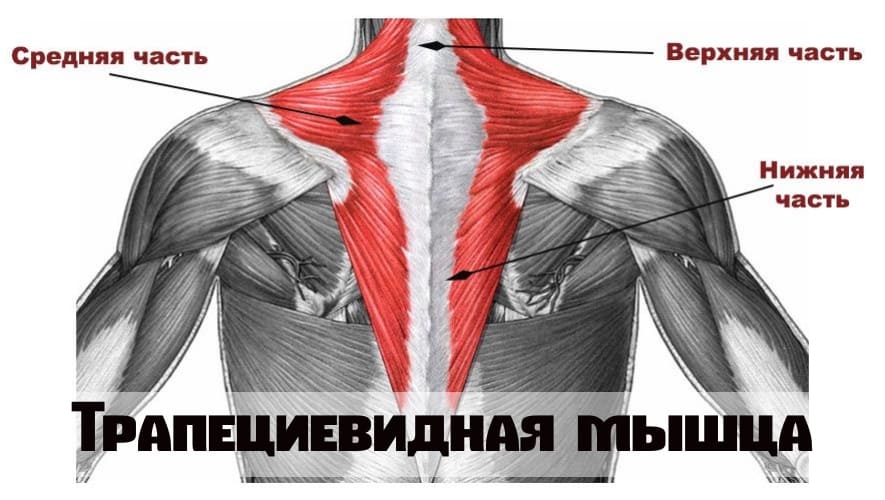 Трапециевидная мышца рисунок