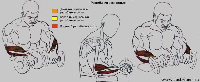 Накачать руки дома, или мужчинам — масса, женщинам — рельеф!