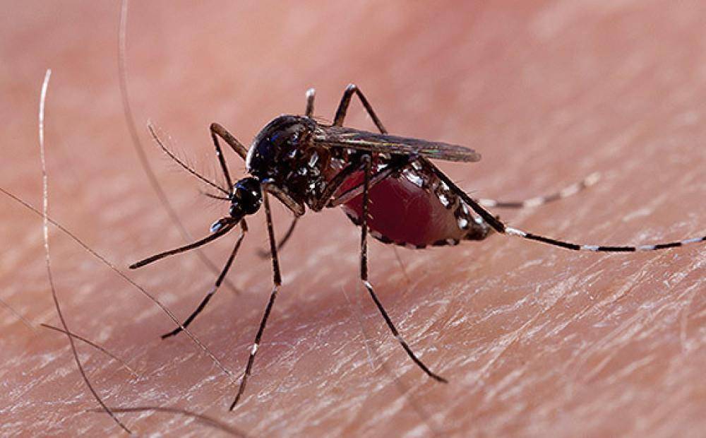 Российские ученые назвали «самую вкусную» группу крови для комаров