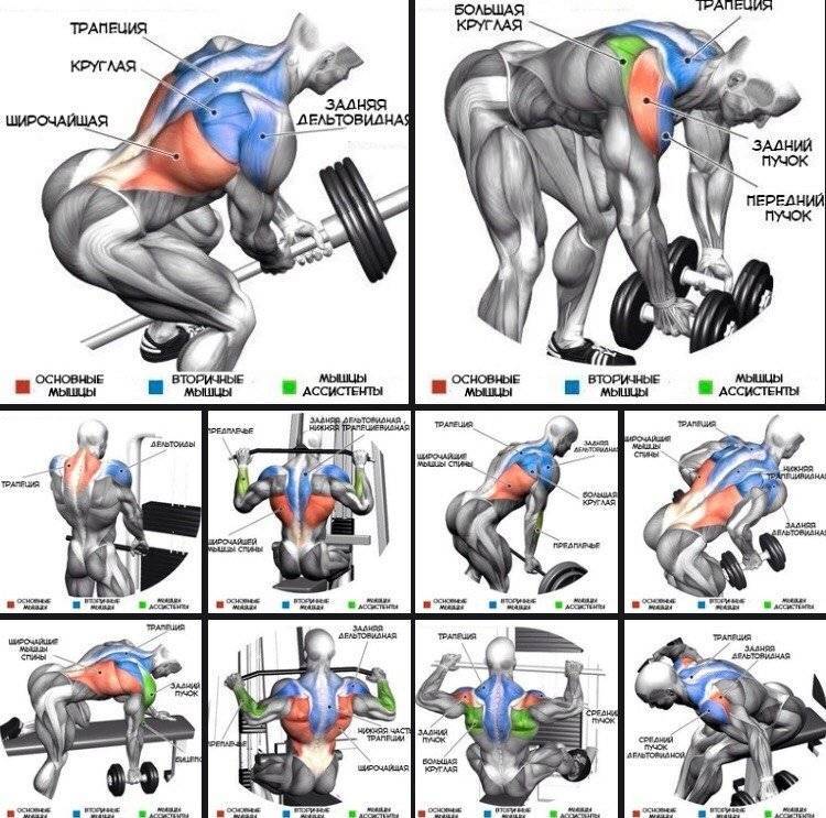 Как накачать мышцы спины