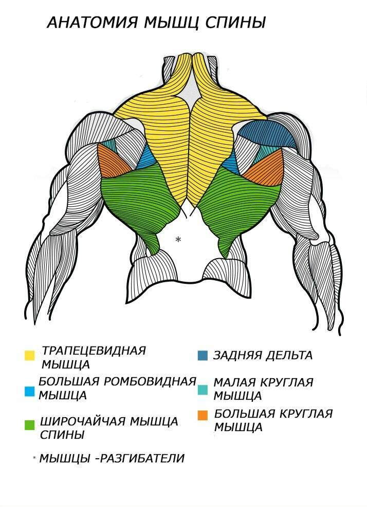 Название мышц спины человека в картинках