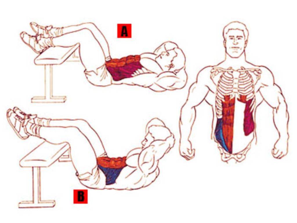 Как мужчине накачать косые мышцы живота в домашних условиях мужчине