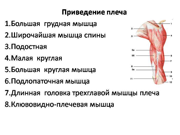 Плечи какие мышцы. Отведение плечевого сустава мышцы. Мышцы участвующие в приведении плеча. Приведение плеча мышцы. Мышцы выполняющие отведение плеча.