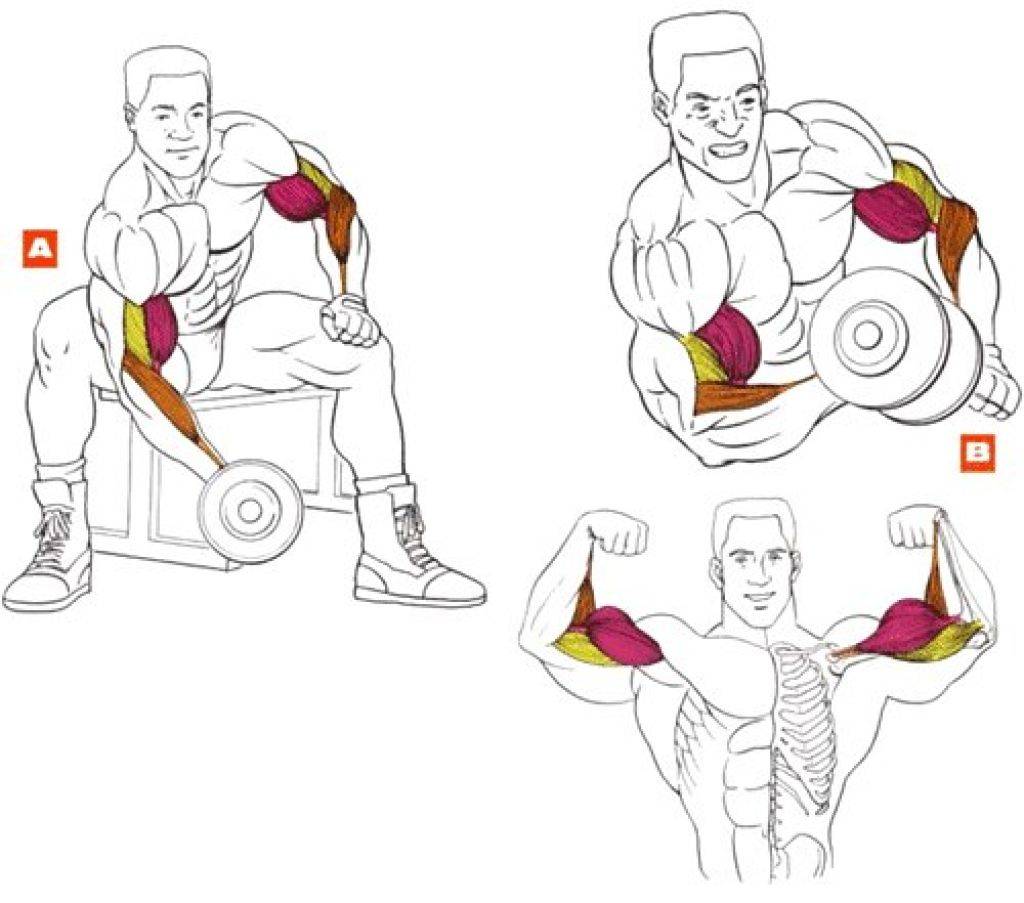 Как накачать мышцы с нуля? что нужно, чтобы нарастить мышечную массу?
